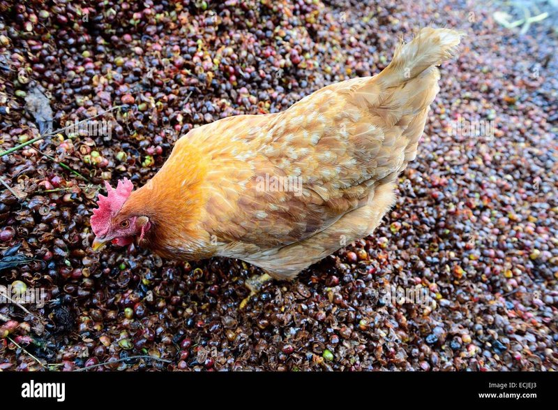 Best chicken road españa in Spain
